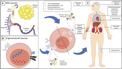 From Mesenchymal Stromal Cells to Engineered Extracellular Vesicles: A New Therapeutic Paradigm